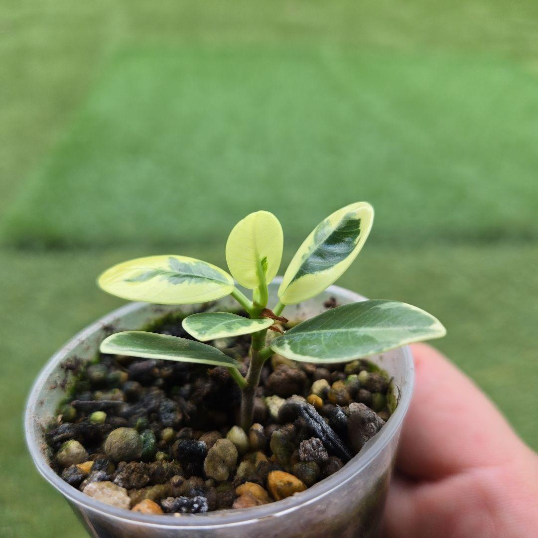 激レア フィカス パンダガジュマル 斑入り 希少 レア 観葉植物 白