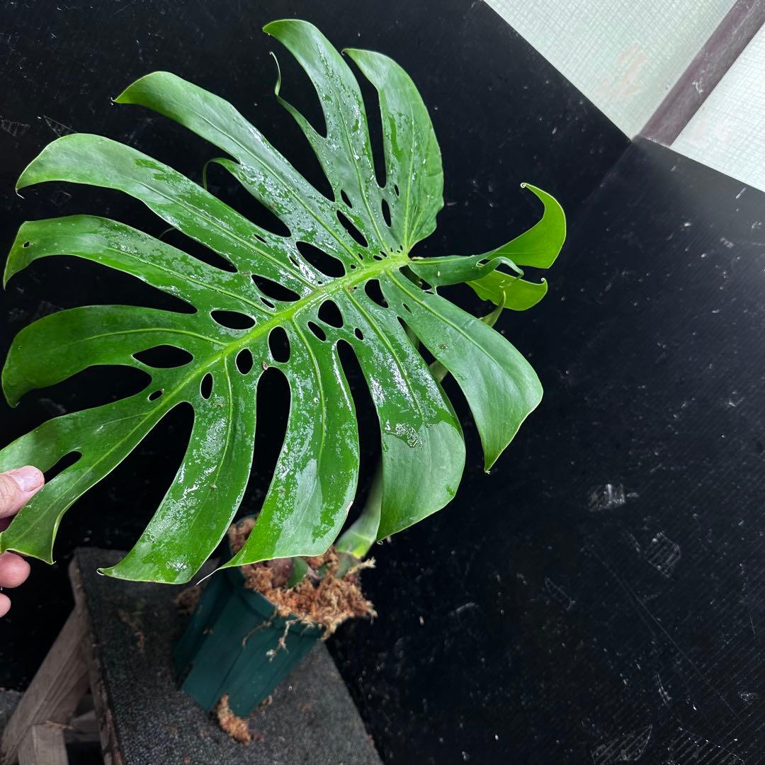 セ*道様 モンステラデリシオーサマクロコズム超希少系統鉢植え
