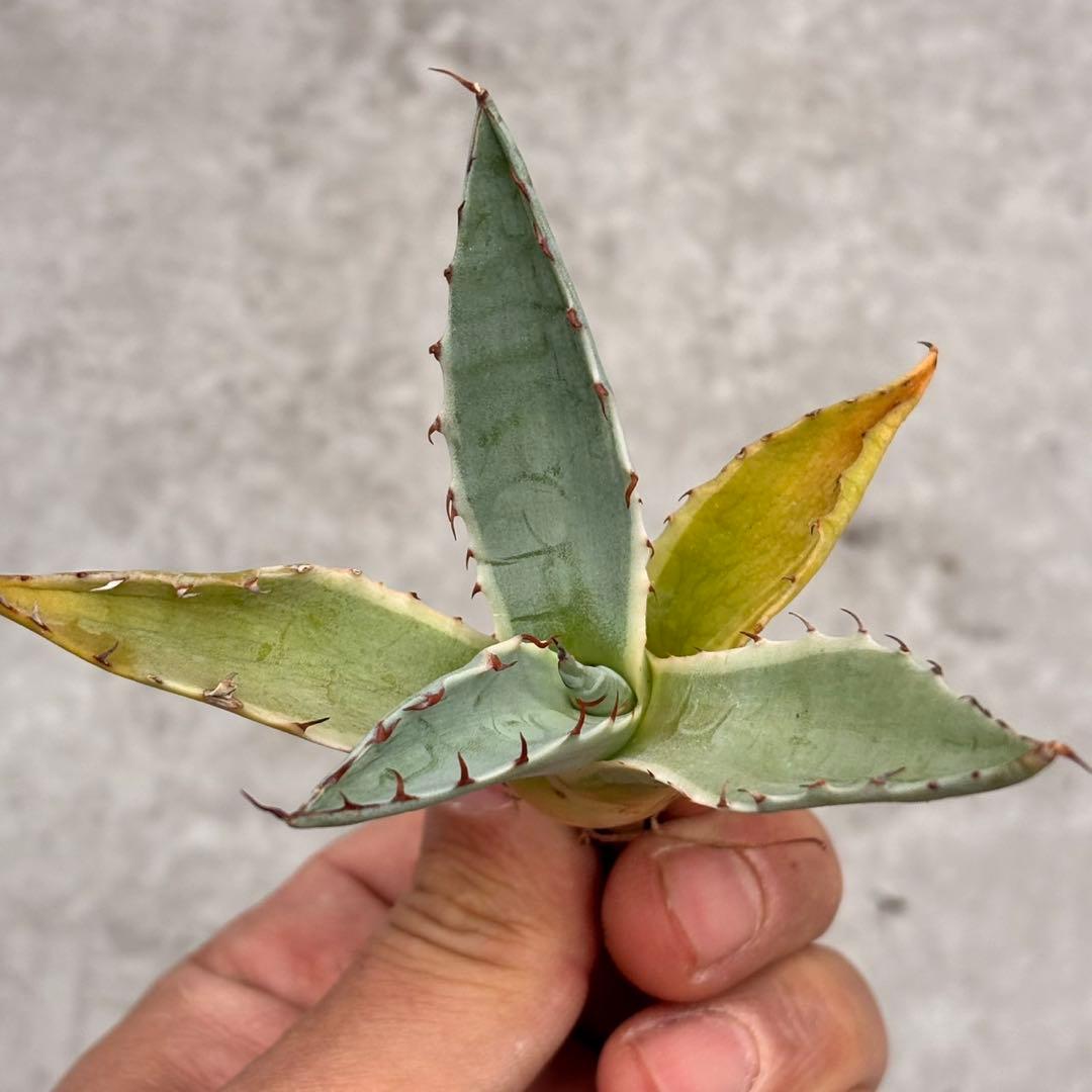 平*郎様 アガベ・ハイブリッド パラサナXオバティフォリアオルカの交