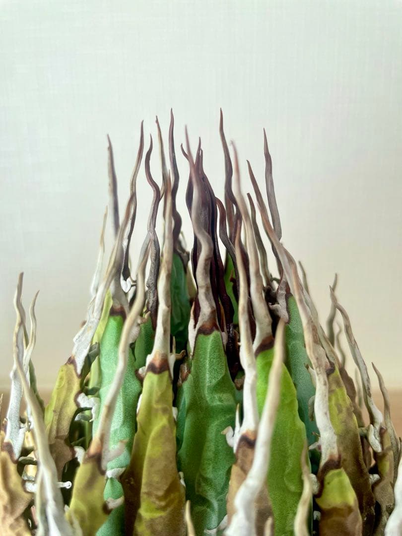 今だけ特売！【陽炎】エボリスピナ厳選美型株！締まった優良株！抜苗/第四種郵便！