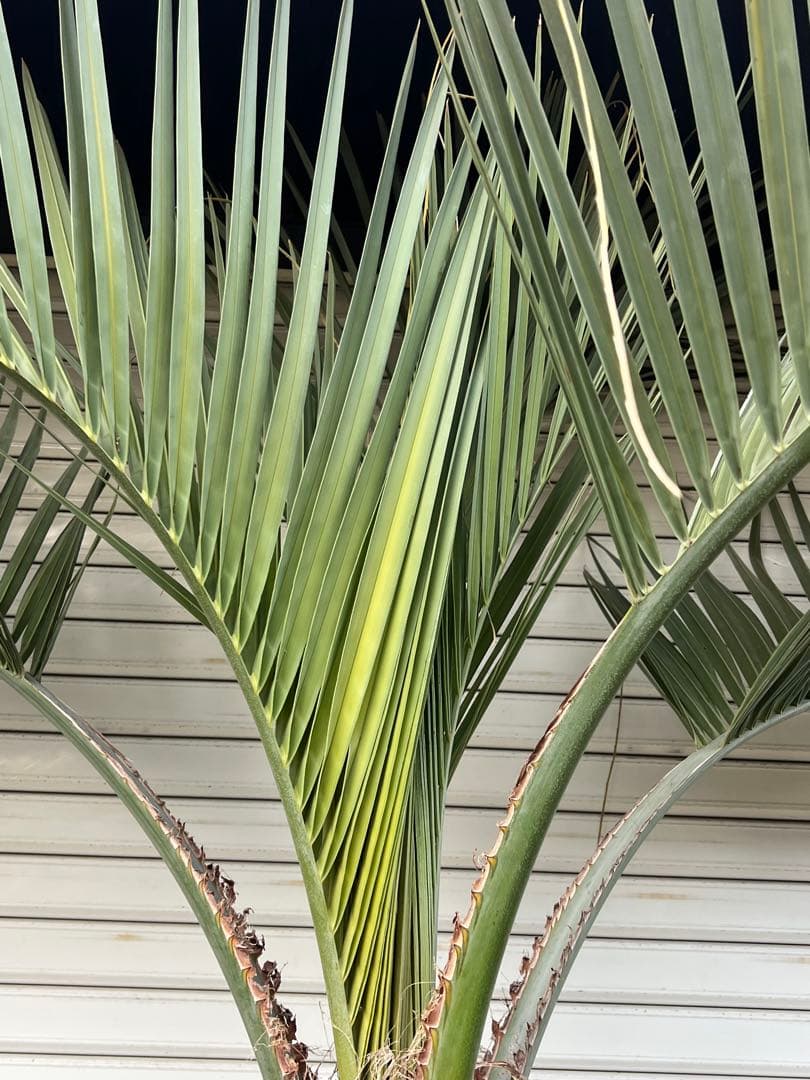 ココスヤシ 極太株 ドライガーデン カルフォルニアスタイル 送料込み