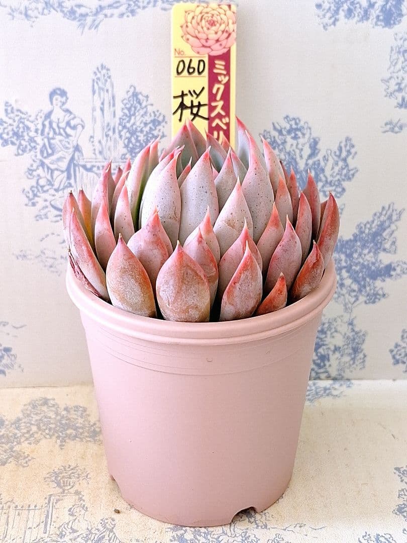 桜鬼 札付きポットごとメルカリ便おらいさん苗ミックスベリア - メルカリ