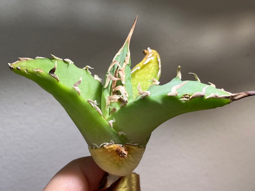 匿名配送【初売り】22 激レア　REZA産　イラン　アガベ　Griffin SP