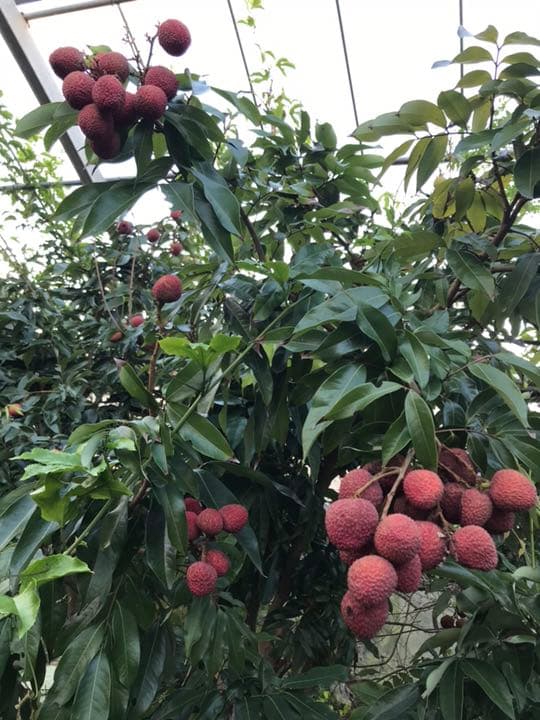 玉荷包 「ライチ 」取り木苗 - メルカリ