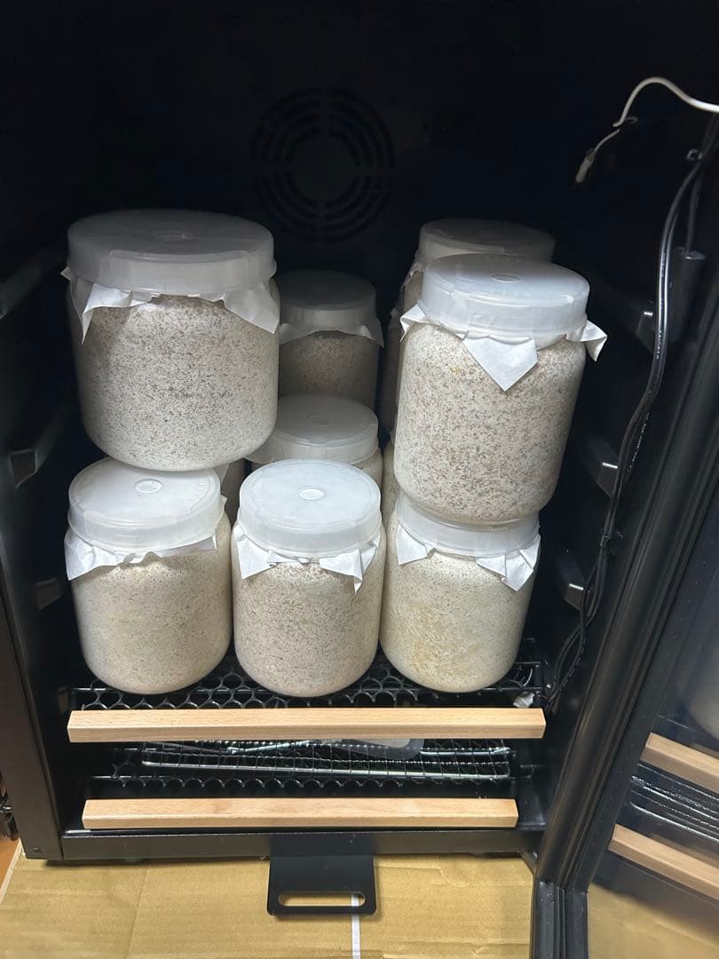 神長きのこ園S8カンタケ菌糸ボトル 800cc10本、1400cc1本 菌糸ビン