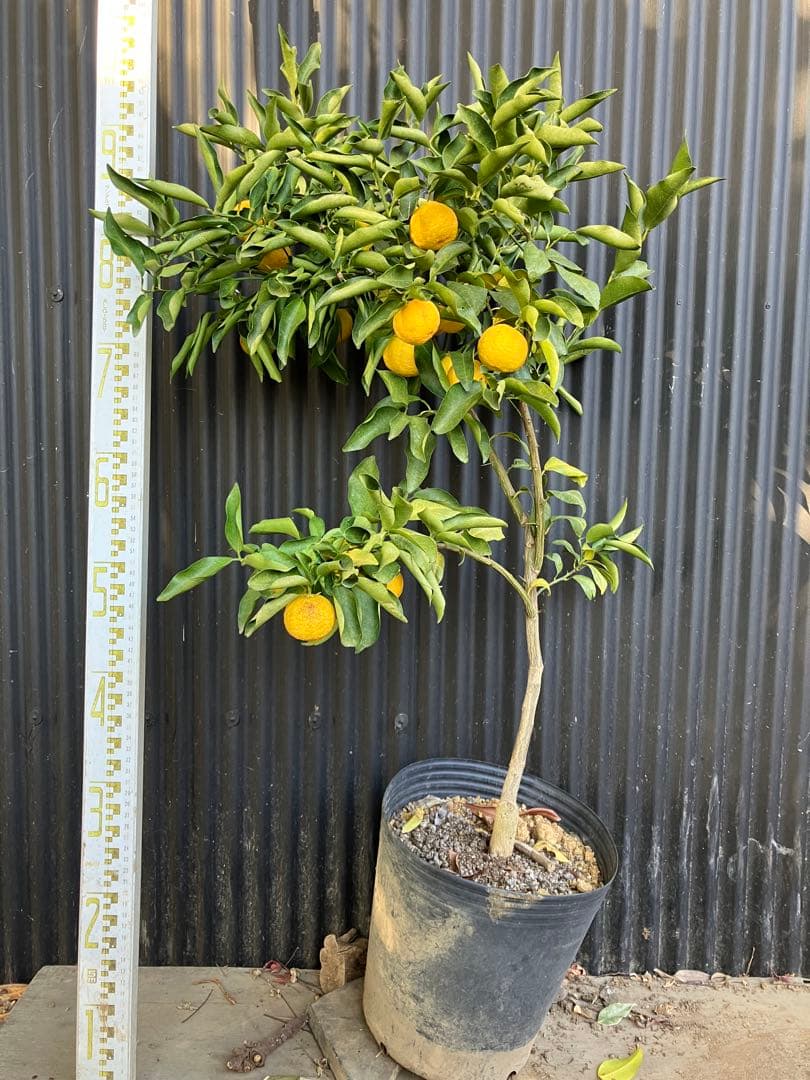 どん兵衛さま専用 日清のどん兵衛 きつねうどんミニ [西] | 日清食品グループ