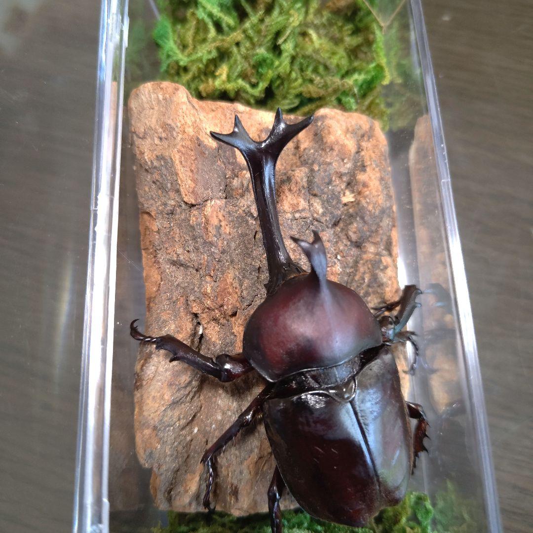 角スゴ長特大ワイルド野生赤レッド角長カブトムシ標本82mm頭角幅19mm