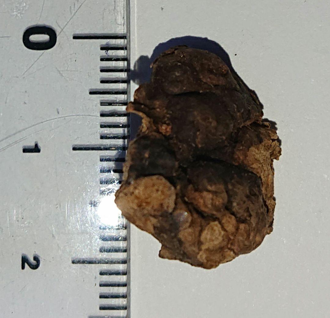 聞香・柬蒲寨産 根瘤黄花梨 111 海南黄花梨 ちょっと瘤 | こぶた工房