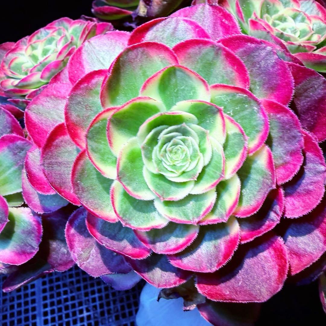 新入荷 超レア新品種 アエオニウム ロイヤルピーコック錦 法師錦 (超大