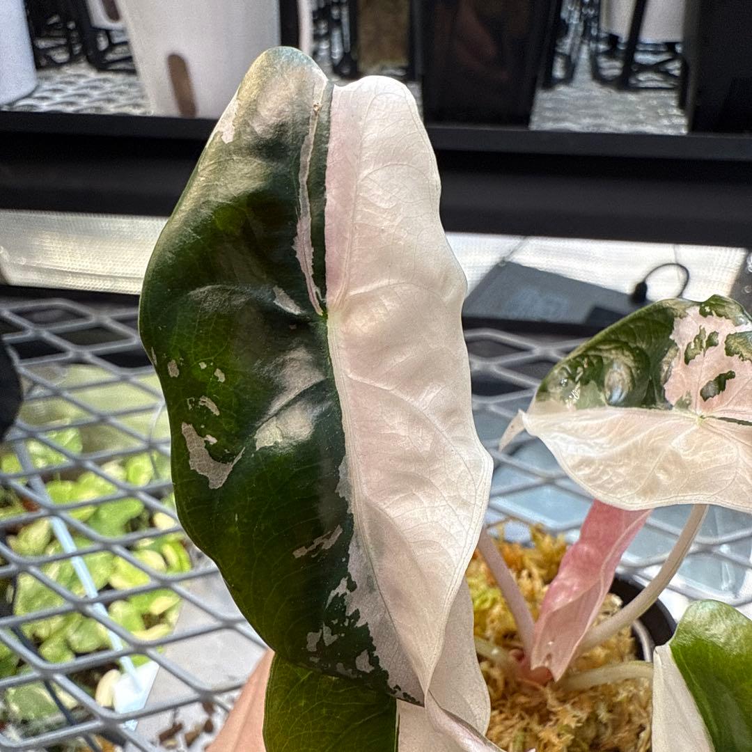 ☆*☆様 極上 アロカシア チャントリエリ ピンク - その他観葉植物人気