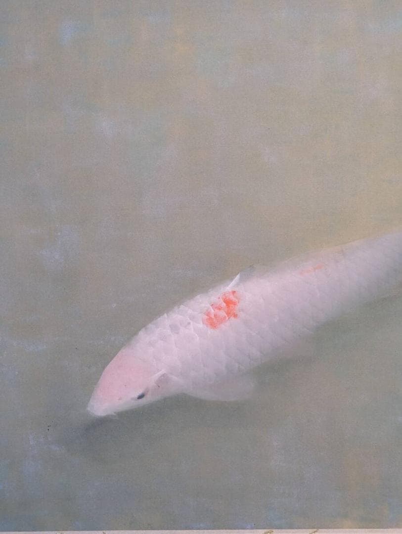 真作】掛軸 梶喜一 鯉 日展作家 鯉の名手 古美術 二重箱入 U25 - 絵画