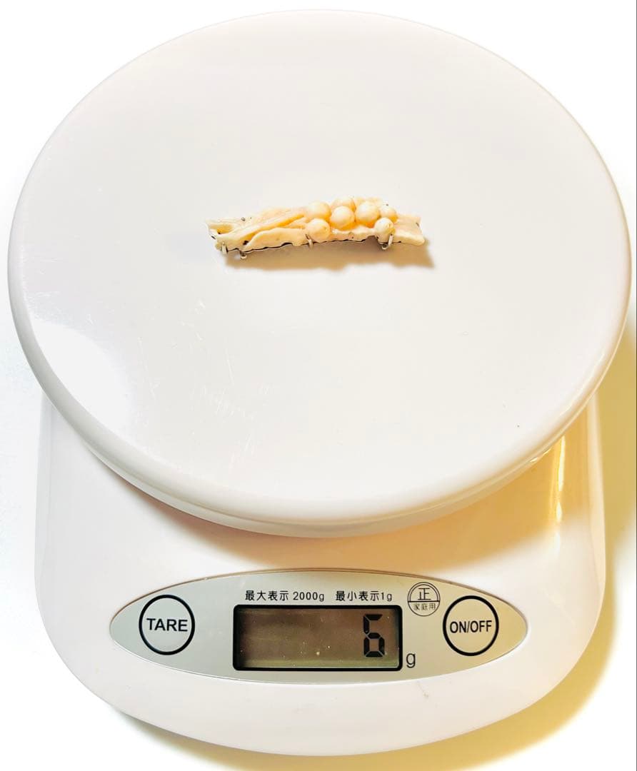 赤珊瑚 帯留め アンティーク K14 WG 刻印の通販｜ipv6.theatrinapoli.it