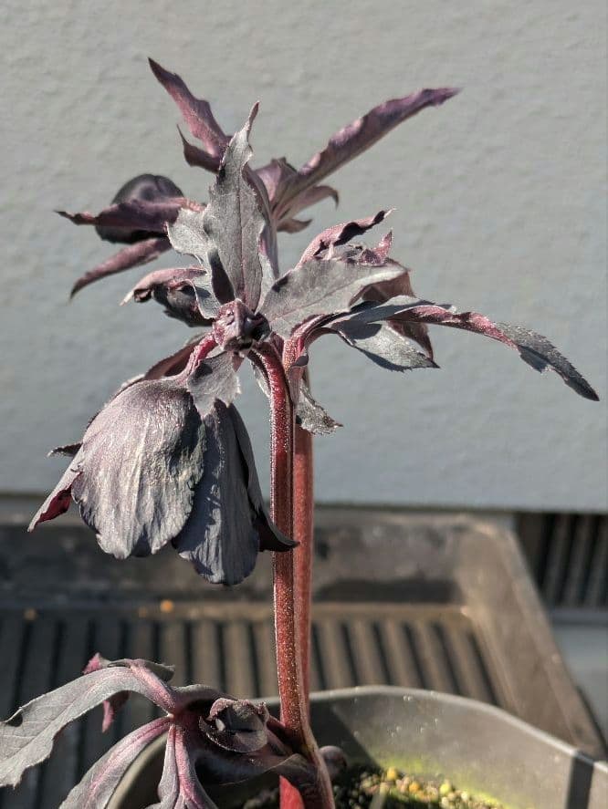 漆黒極上個体】広瀬園芸 クリスマスローズ ブラックマジックdd - メルカリ