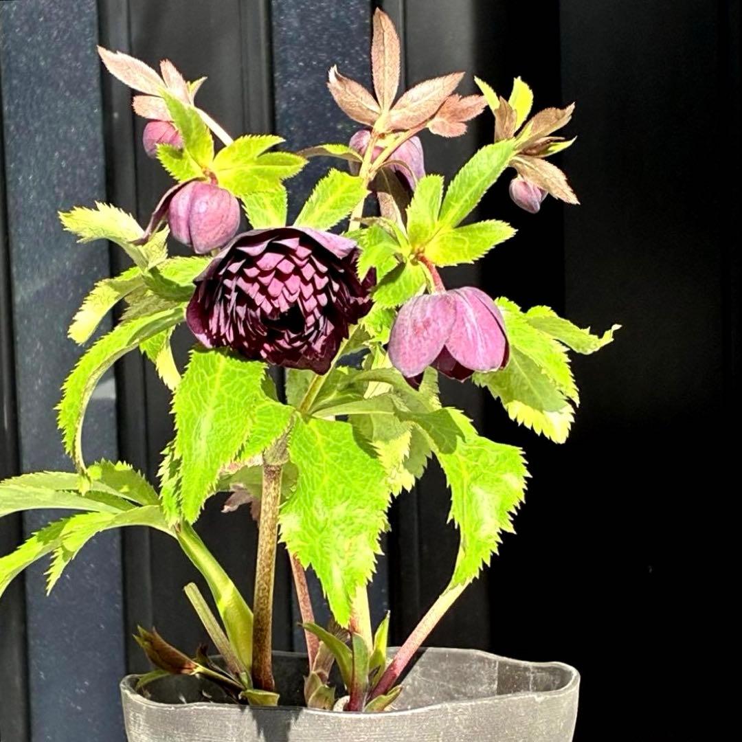 u*0様 3544☘️蕾花タグ付き☘️ダーク系⭐️小輪⭐️超多弁(入荷時多弁タグ