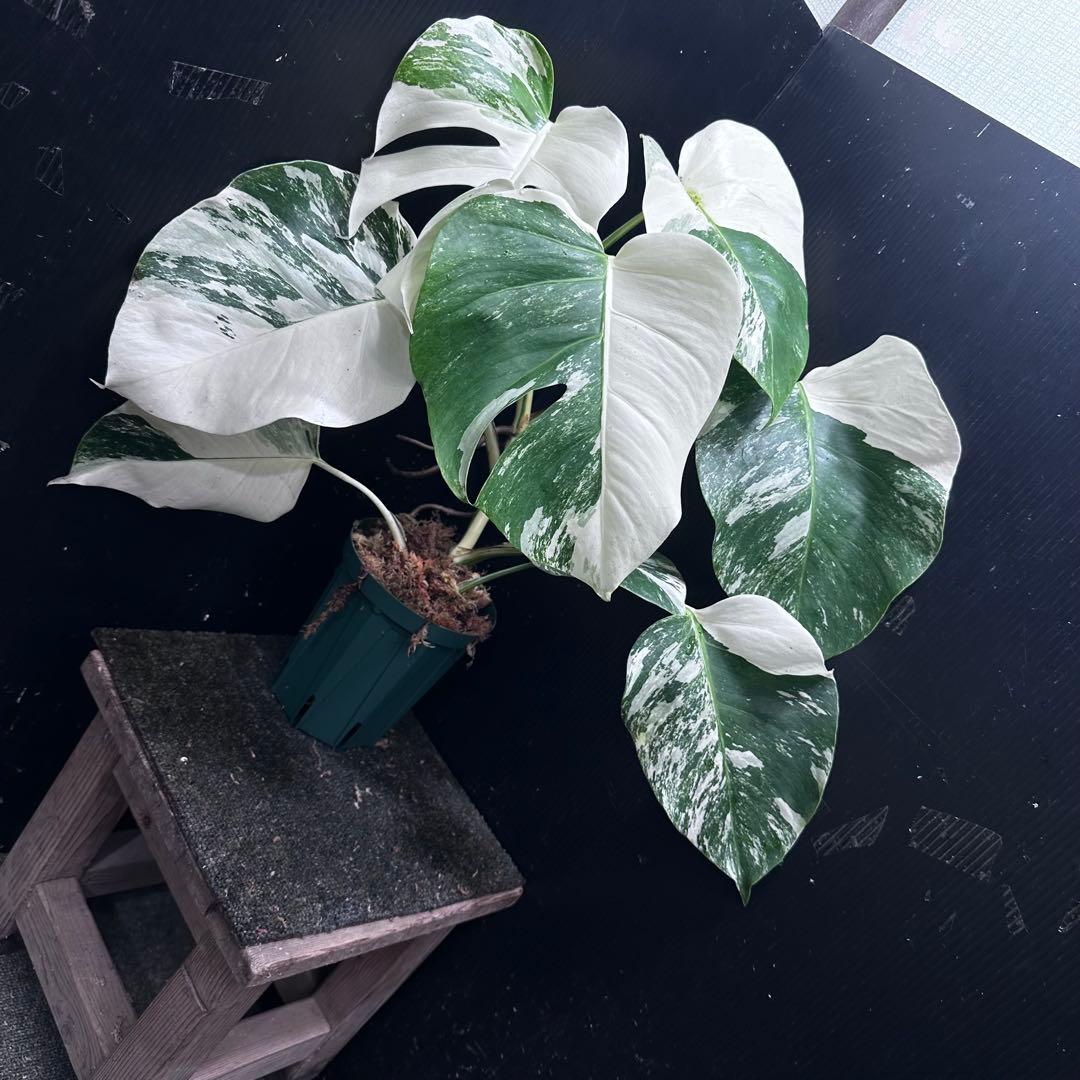 斑入りモンステラ ホワイトタイガー極美大株52cm白斑多 - メルカリ