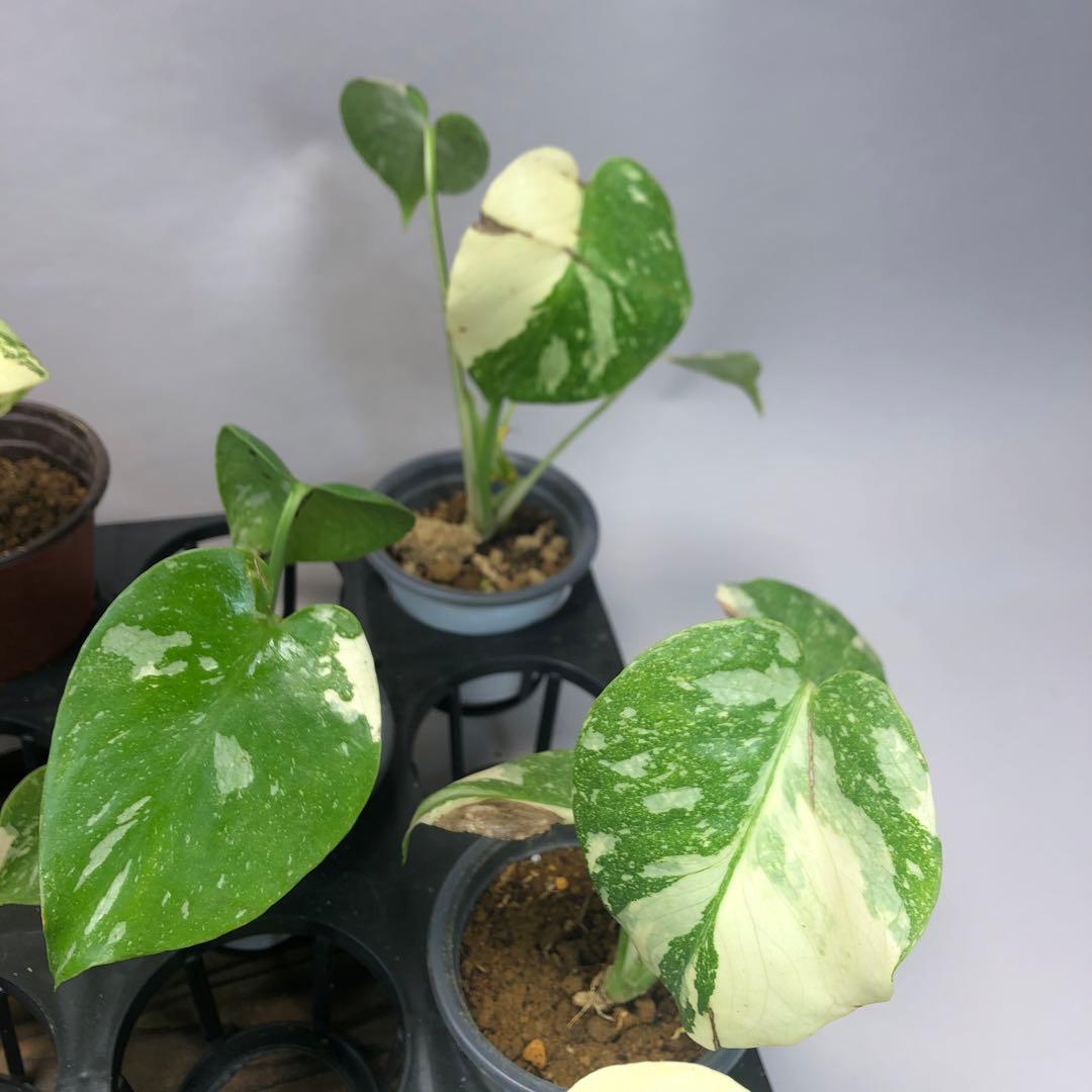 10株セットms57訳あり【特別選抜】モンステラ・タイコンステレーション