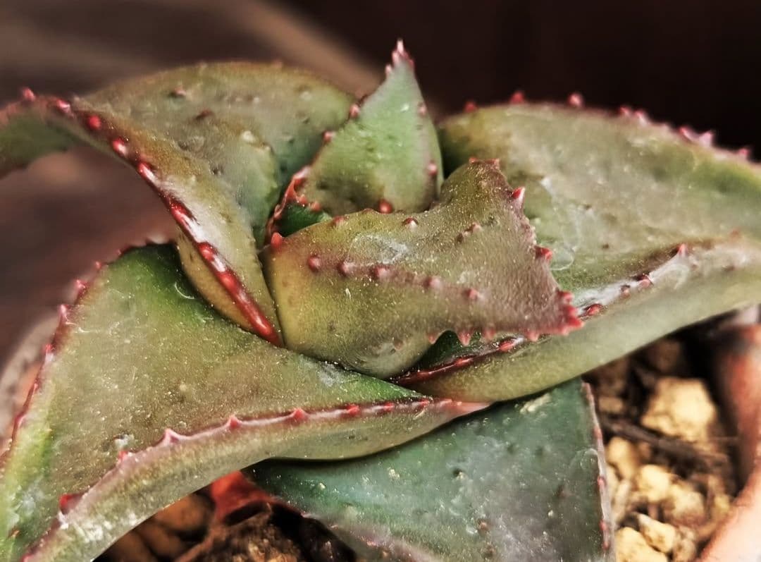 メルカリ便発送&ロウルサンコさんラベル付き☆地雷蛙(ジライア) 2026年最新】ロウルサンコの人気アイテム - メルカリ