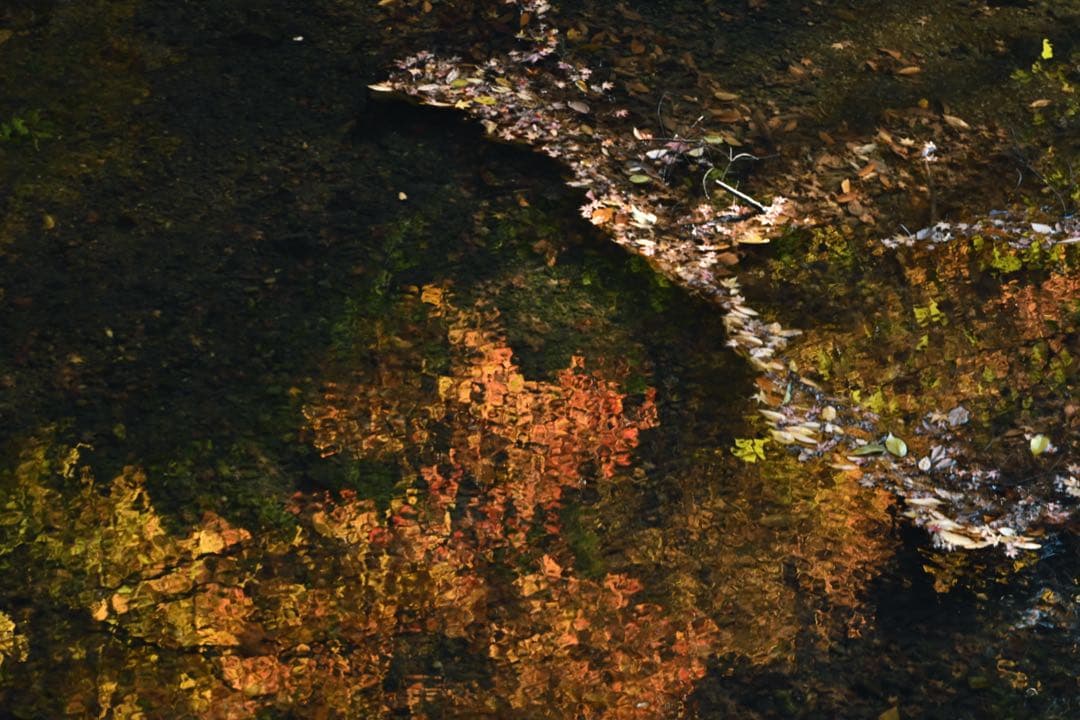 レンズ(単焦点) Staeble -E- Telexon 85mm f/5.6