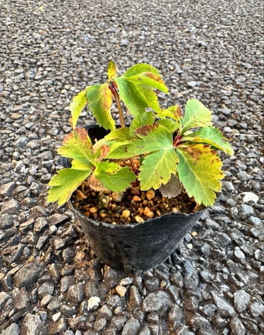 クリスマスローズ ソレイユ dd 極上ぼかし 交配苗 - メルカリ