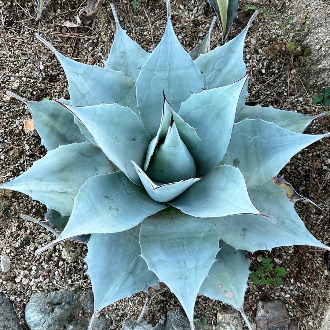 アガベ オバティフォリア フロスティブルー 地植え大株 - メルカリ