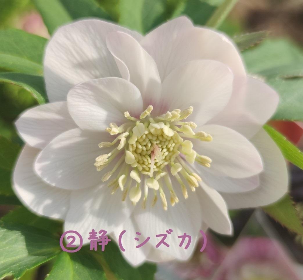 クリスマスローズ パープルベインSD（多分オーレア） おまけ交配