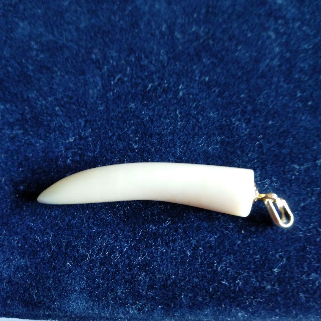 値下げ】鯨歯 マッコウクジラ 牙ペンダントトップ ① - メルカリ
