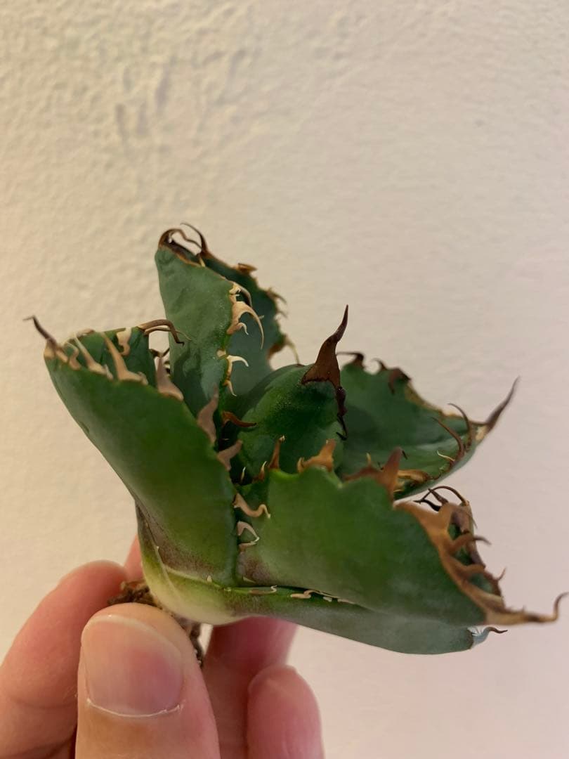 【goodtaniku】GTオアハカ実生＋2x「おまけ実生2点付き」