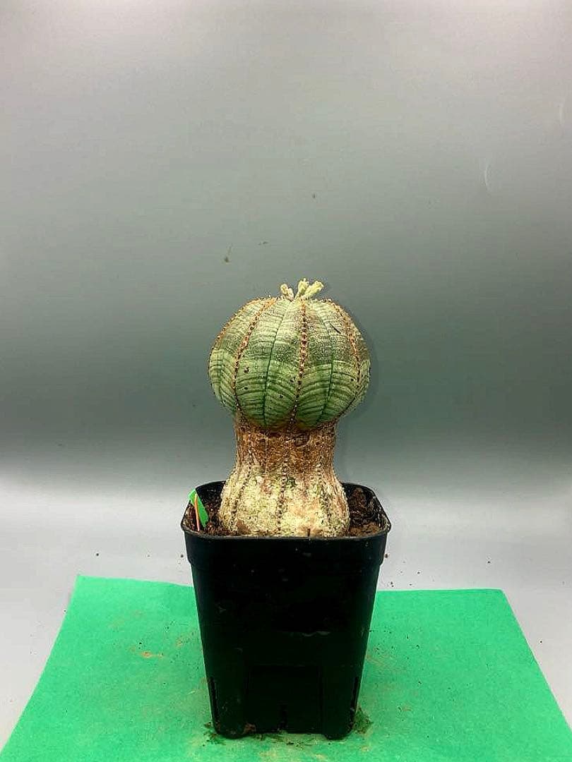 《2.5号GO》ユーフォルビア　オールドオベサ　雄株