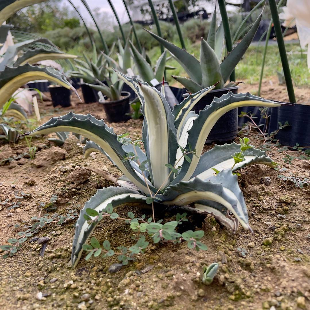 アガベ アメリカーナ メディオピクタ アルバ 華厳 - メルカリ