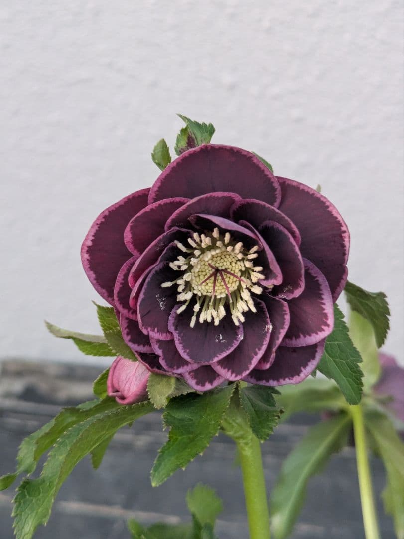 【野田園芸】クリスマスローズ　ダークパープルddベタブロッチ 楽天市場】クリスマスローズ ダークパープルの通販