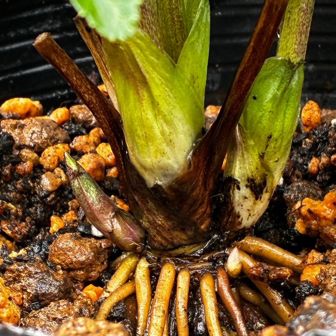 小*夏様 3448☘️花、タグ付☘️⭐️ベビードール⭐️超小輪⭐️超コンパクト⭐