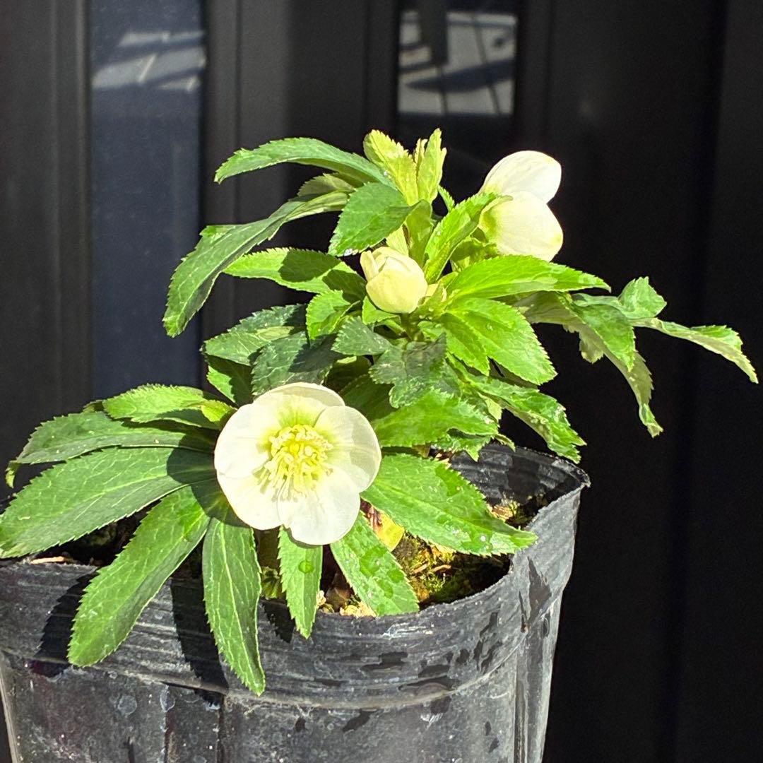 小*夏様 3448☘️花、タグ付☘️⭐️ベビードール⭐️超小輪⭐️超コンパクト⭐