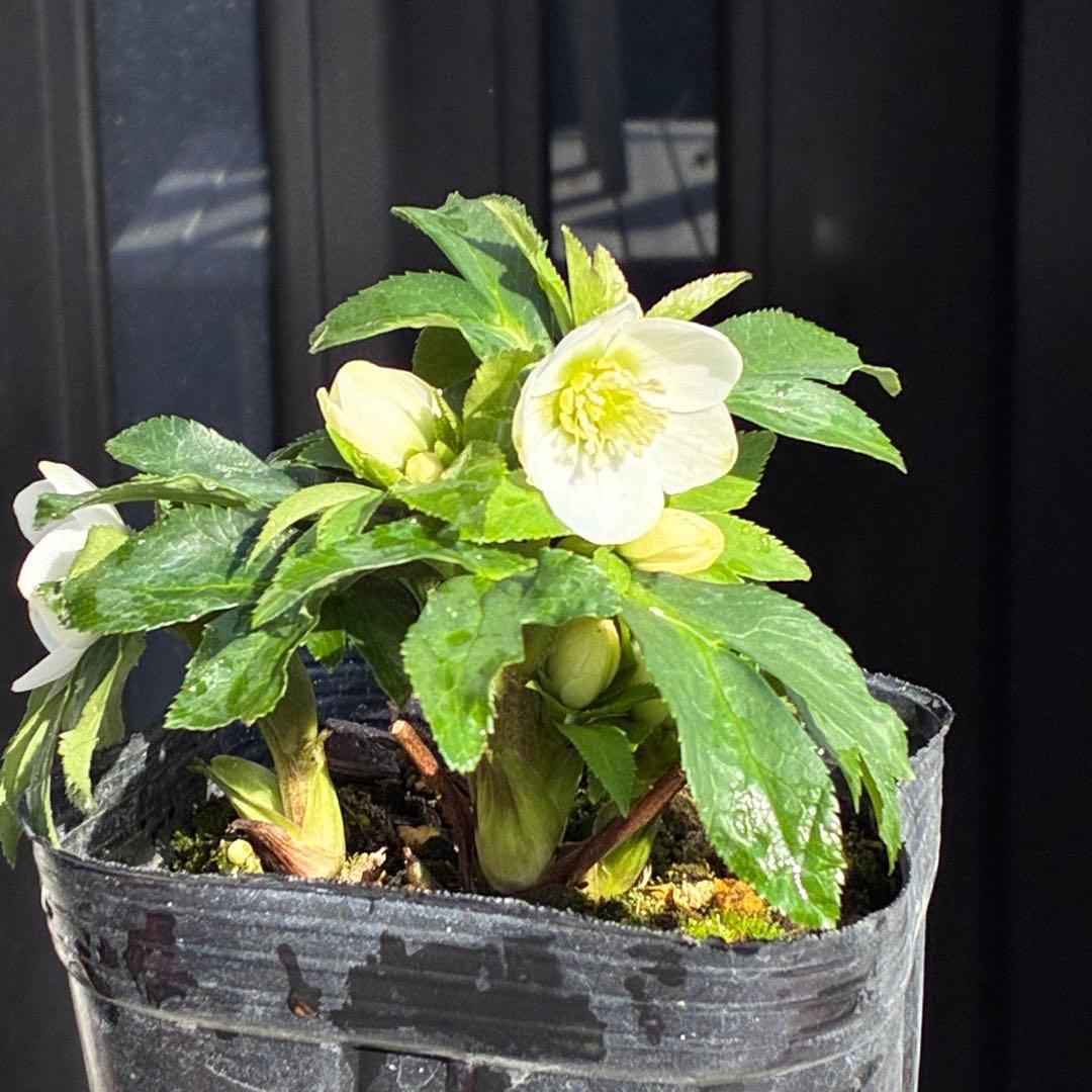 小*夏様 3448☘️花、タグ付☘️⭐️ベビードール⭐️超小輪⭐️超コンパクト⭐