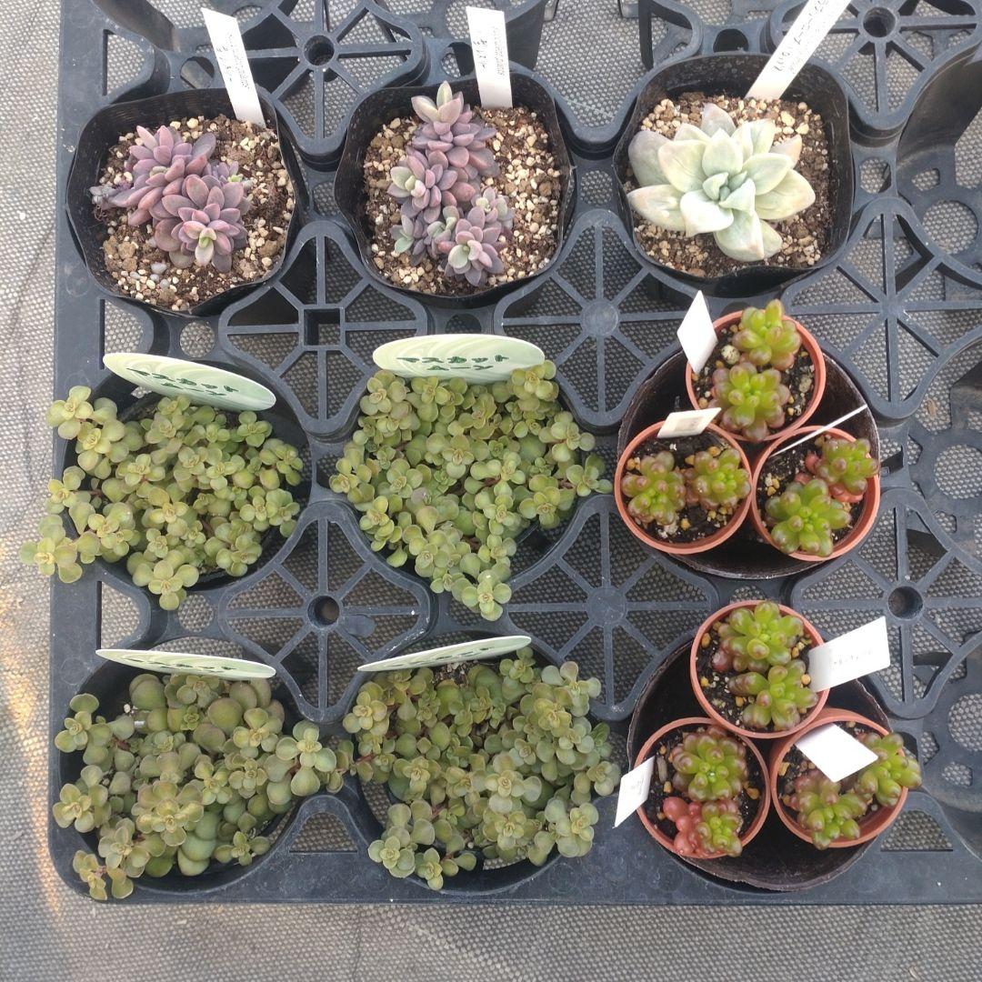 ✿Mi_Hi☘さん専用