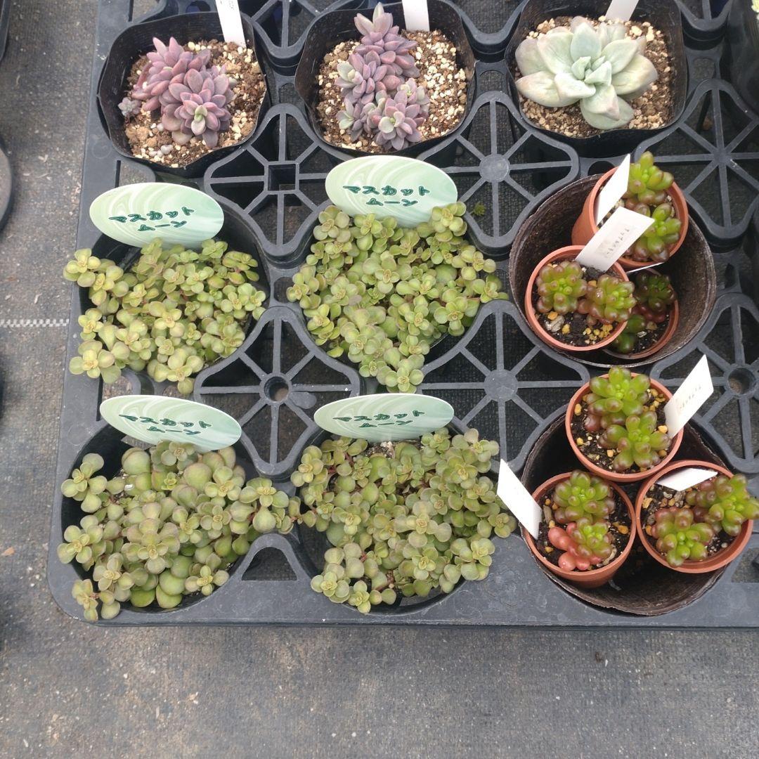 ✿Mi_Hi☘さん専用