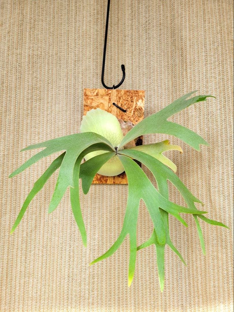 P. willinckii '月光' (月光爪哇) OCの株分け子株(pup) - メルカリ