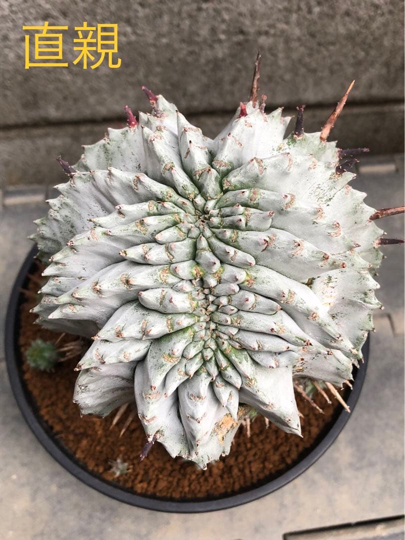 白虎 カキコ ユーフォルビア ポリゴナ ホリダ モンスト 綴化 - メルカリ