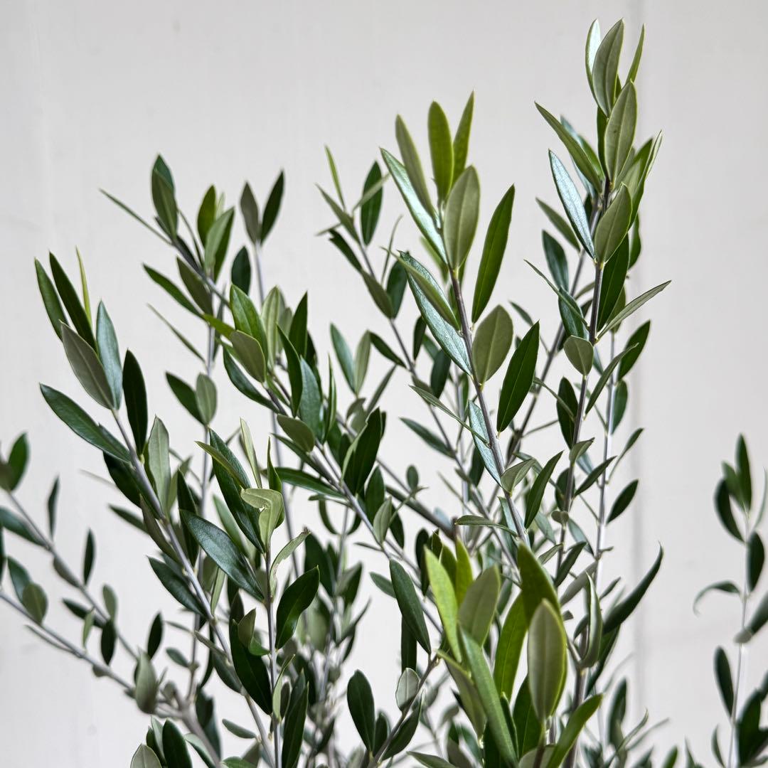 オリーブの木 イタリア製 テラコッタ植木 エルグレコ H120 - メルカリ