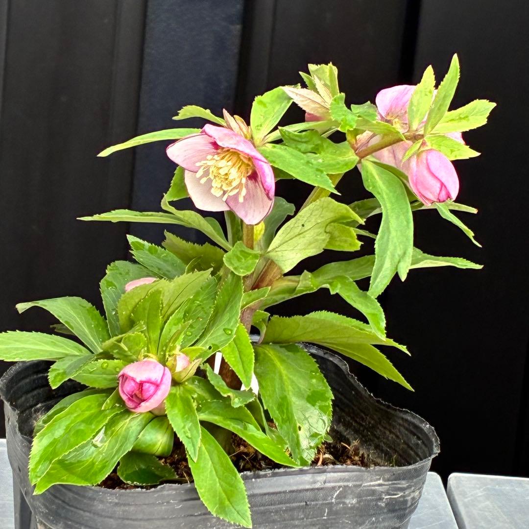 ヒ*イ様 ☘️限定1株☘️未株分け☘️花付き☘️タグ付き☘️3363⭐️ベビード