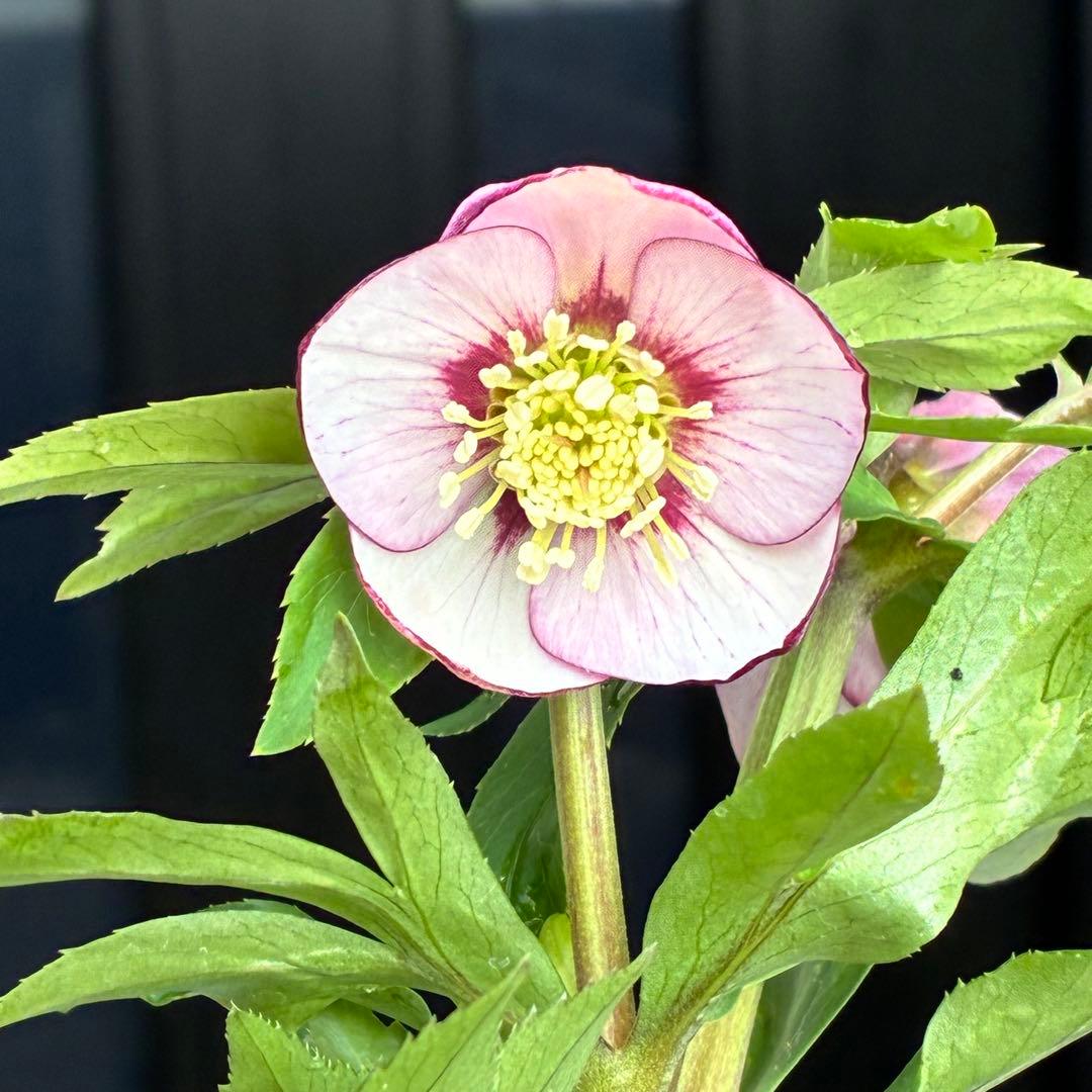 ヒ*イ様 ☘️限定1株☘️未株分け☘️花付き☘️タグ付き☘️3363⭐️ベビード