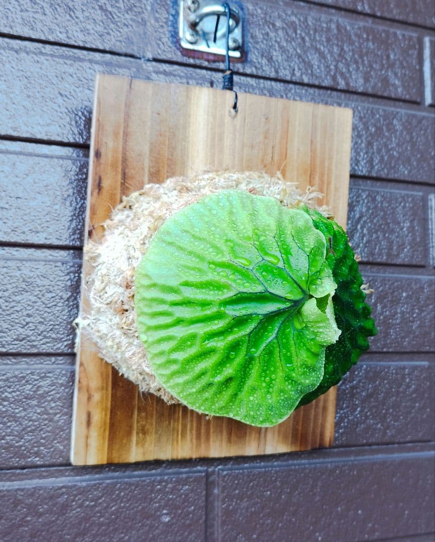 Madagascariense (oc)株分 NO.27 マダガスカリエンセ