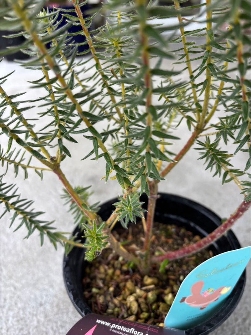 フィリカ ハイドラ 希少 2