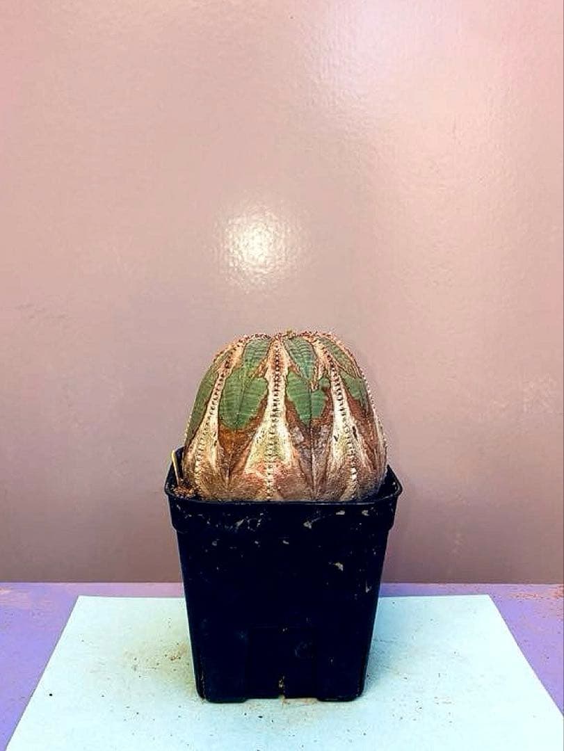 《3号Y》ユーフォルビア　オールド　オベサ　雌株