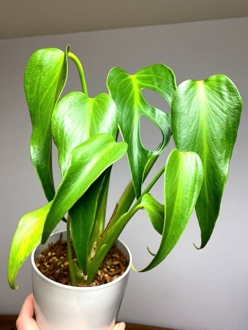 棚整理セール‼️】モンステラ バールマルクス 希少 レア 人気