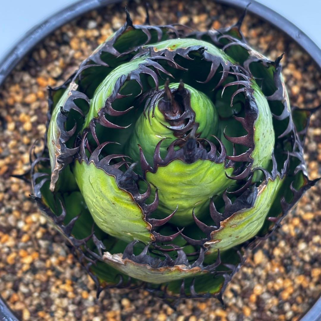 鳥*郎様 【龍門アガベ　ホリダ “horrida” 】極上強棘/狂刺/激レア/水