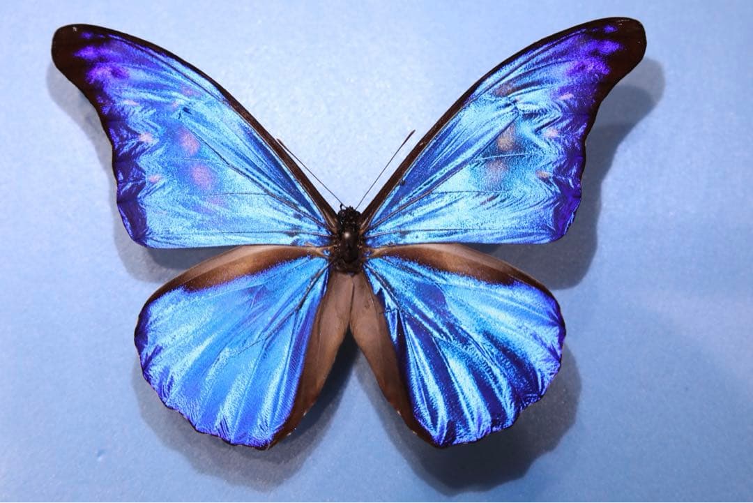 カキカモルフォ！標本！1 カキカモルフォの標本🦋✨