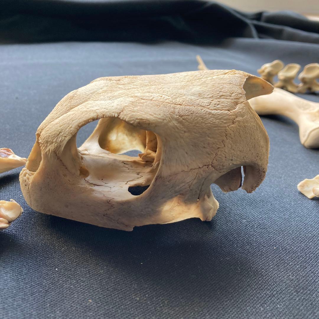 ウミガメの頭骨・頸椎他 - メルカリ