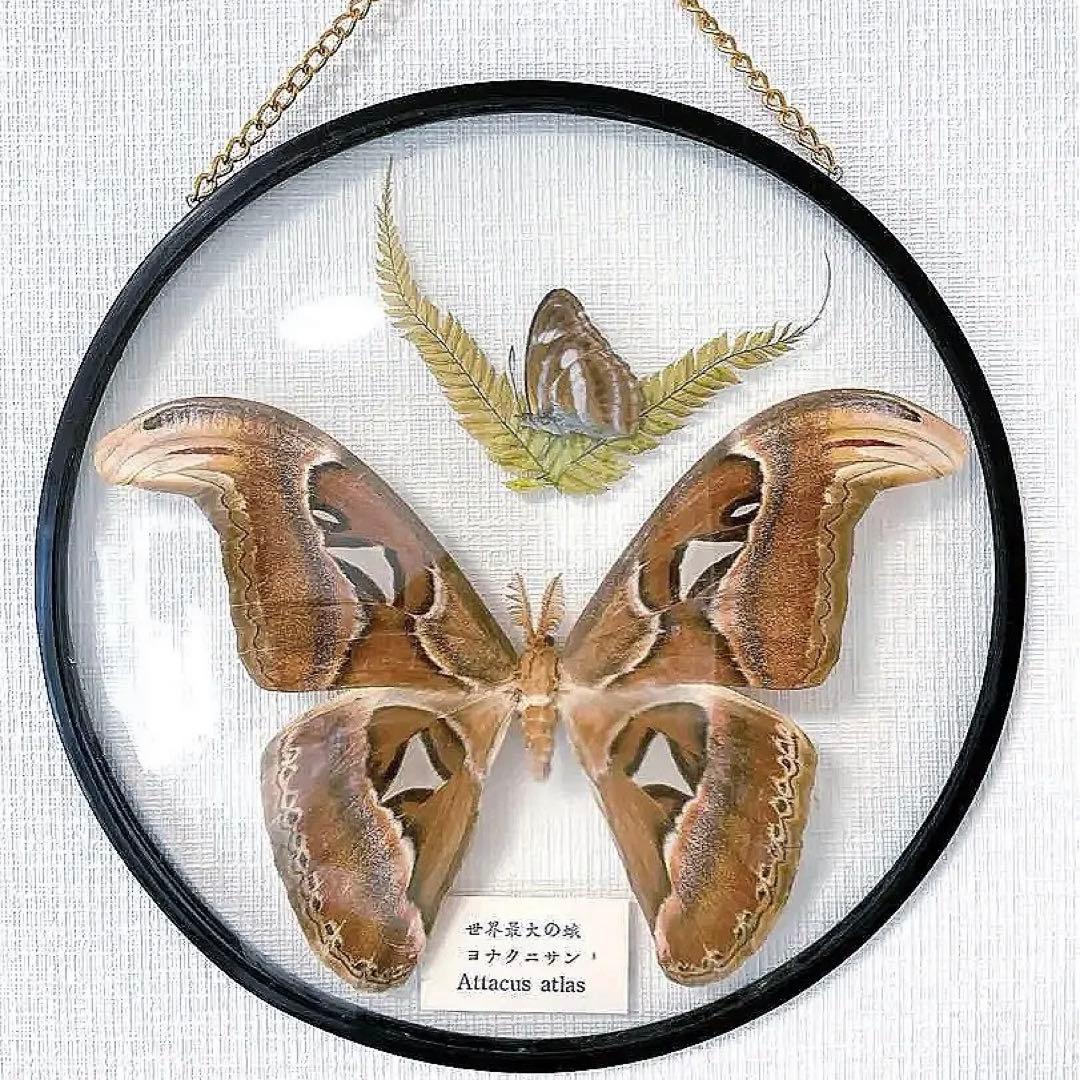 ヨナグニサン 標本 蛾 与那国 昆虫標本 - メルカリ