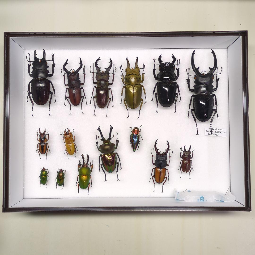 海外 クワガタ 標本 セット シーラ箱入り - メルカリ