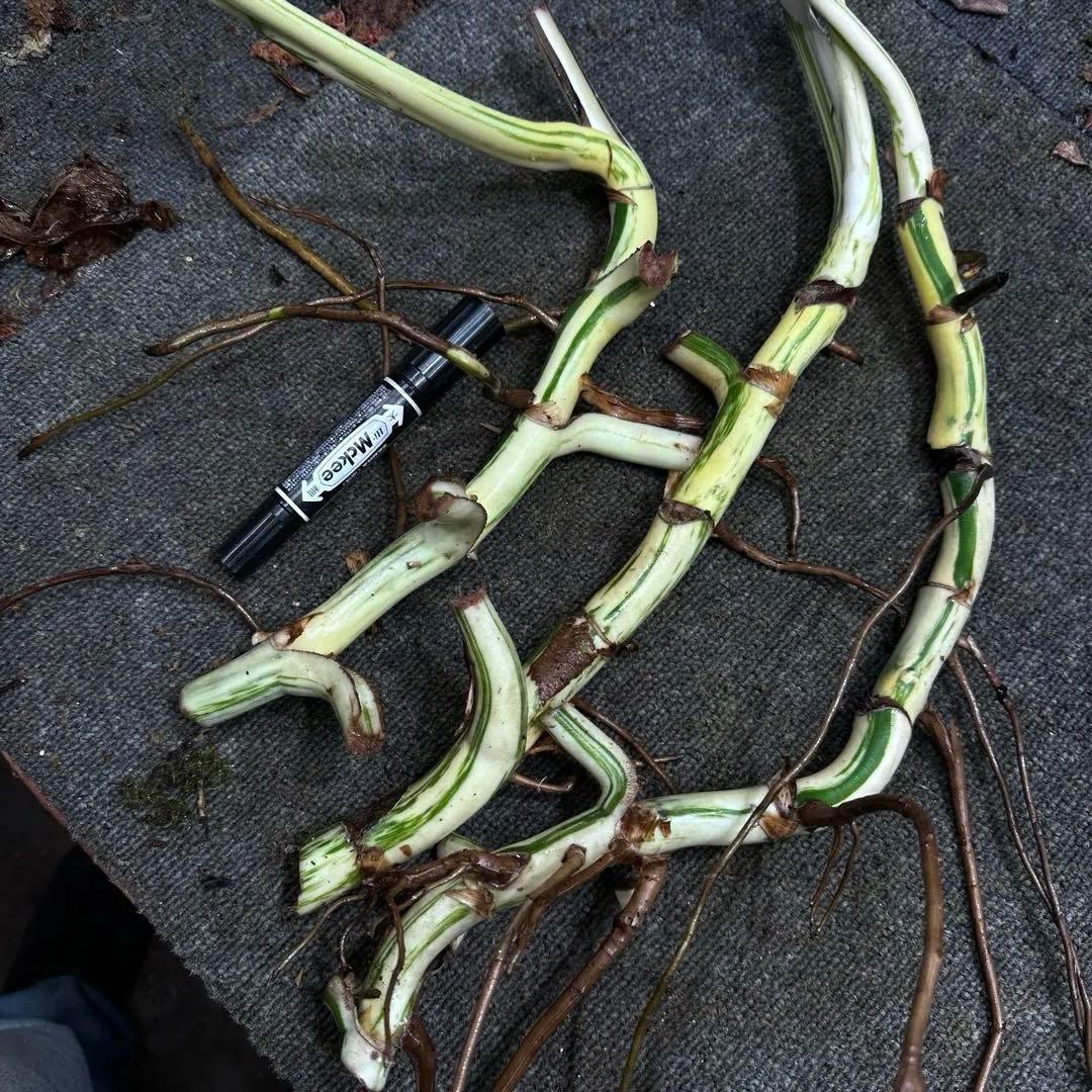 さ**様 斑入りモンステラホワイトタイガー大茎3株おまとめ モンステラ ホワイトタイガーの育て方（ボルシギアナの細かい白斑品種